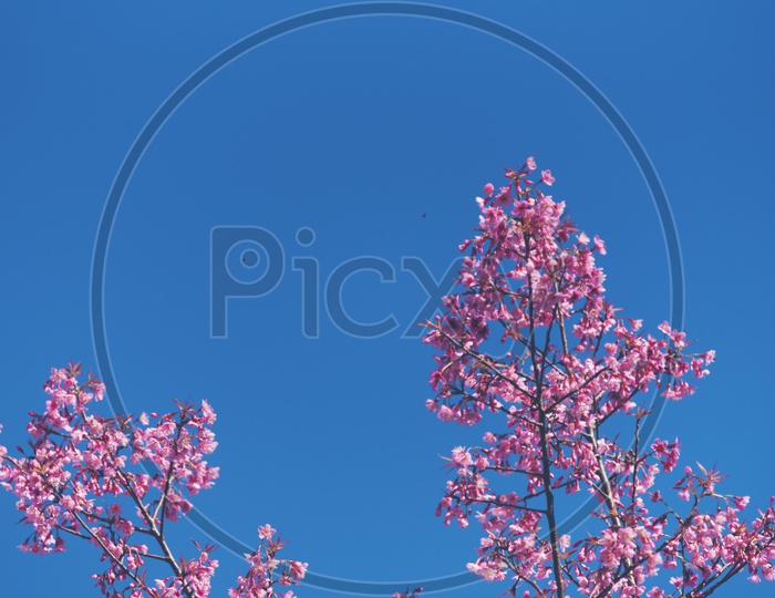 Spring Cherry Blossoms With Pink Flowers Closeup