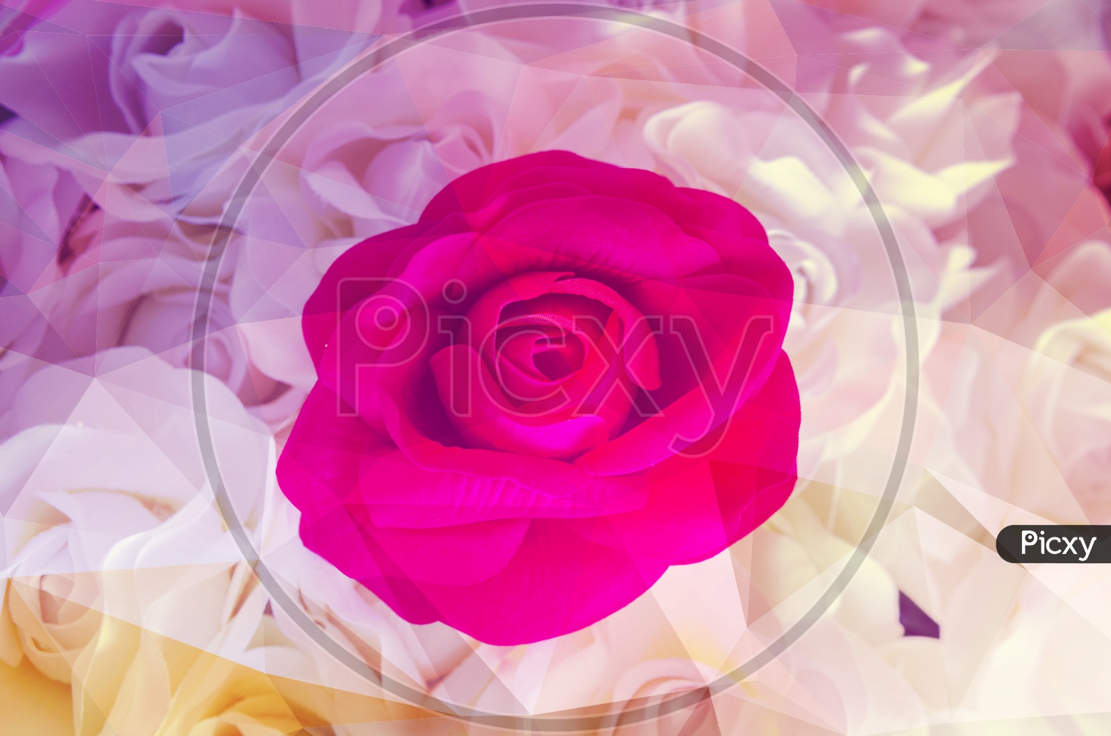 Close up of rose flower background for Valentine's Day, vintage filter image