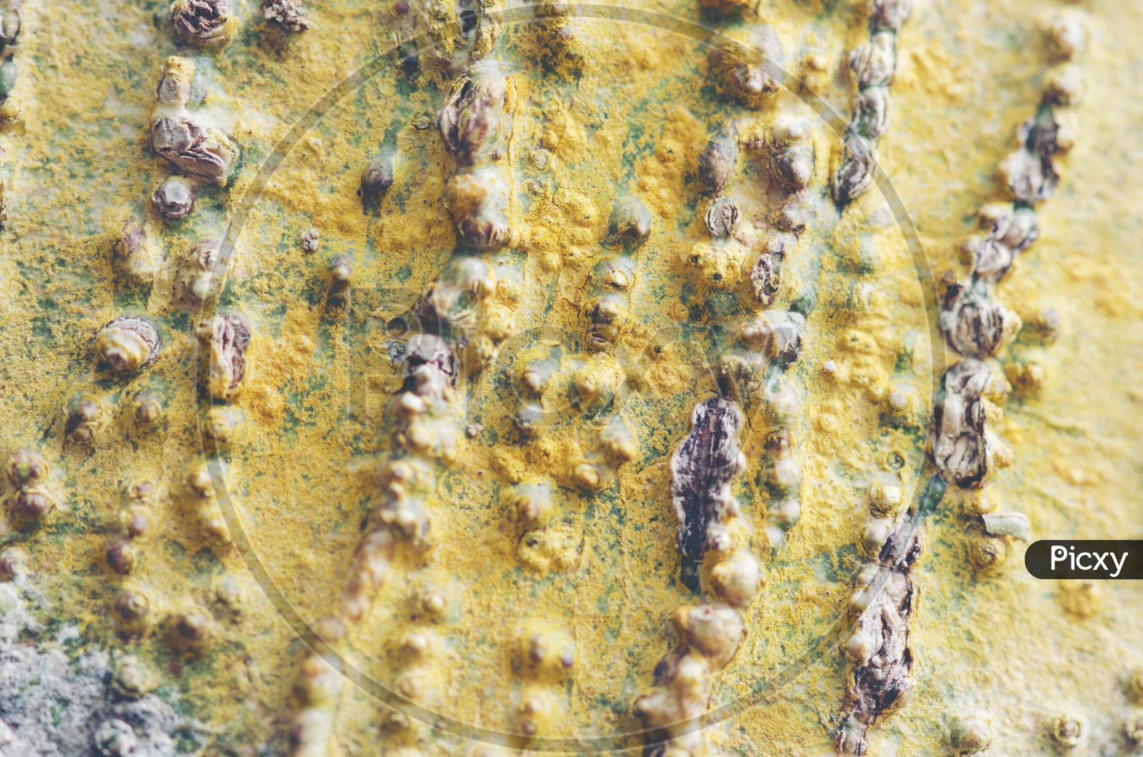 image-of-texture-and-details-of-tree-bark-closeup-forming-a-background