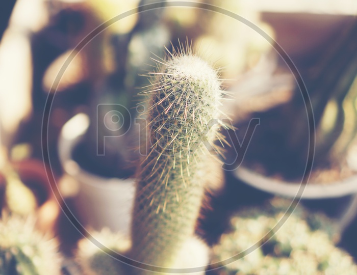 Selective focus close up top view shot on cactus cluster.  Well known species of cactus, endemic to east central Mexico widely cultivated as an ornamental plant.