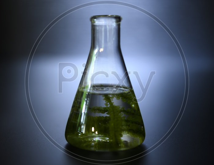 Algae biofuel in glassware test funnel
