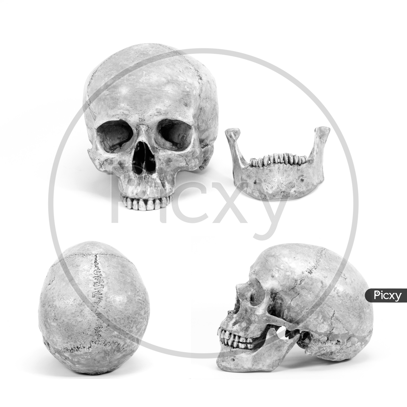 Human skull image isolate on white background for use in communication about Halloween.