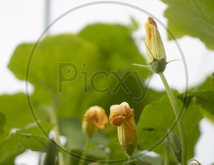 Organic Vegetables Growing In a  Green House Closeup
