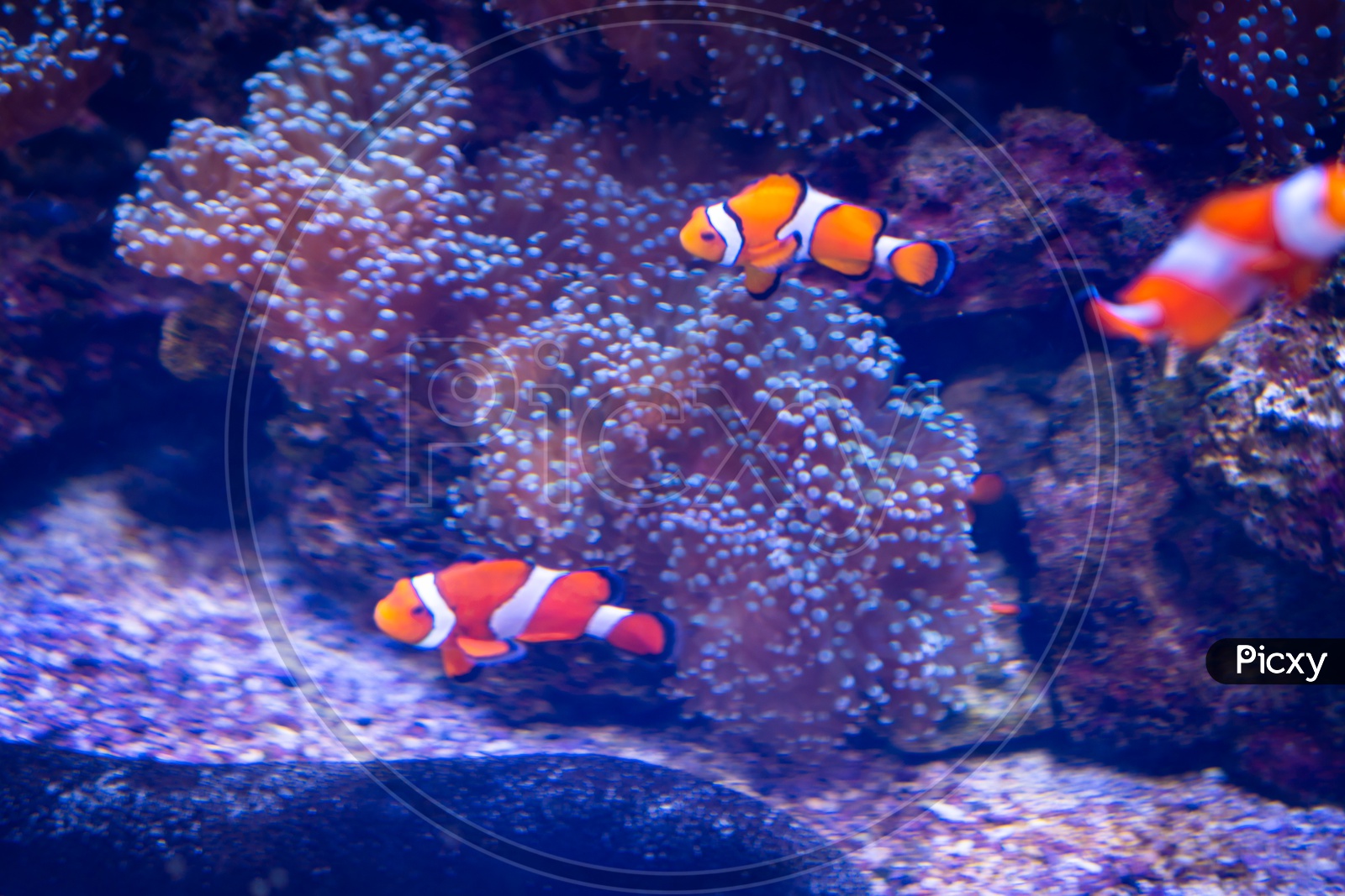 Nemo fishes are swimming with beautiful corals.