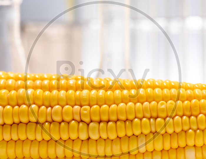 Close up of corn