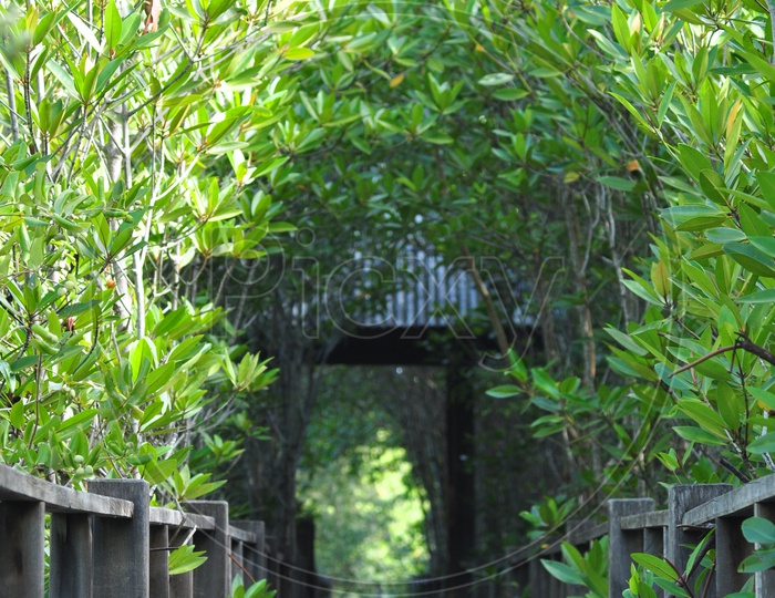 wooden board walk on mangrove forest