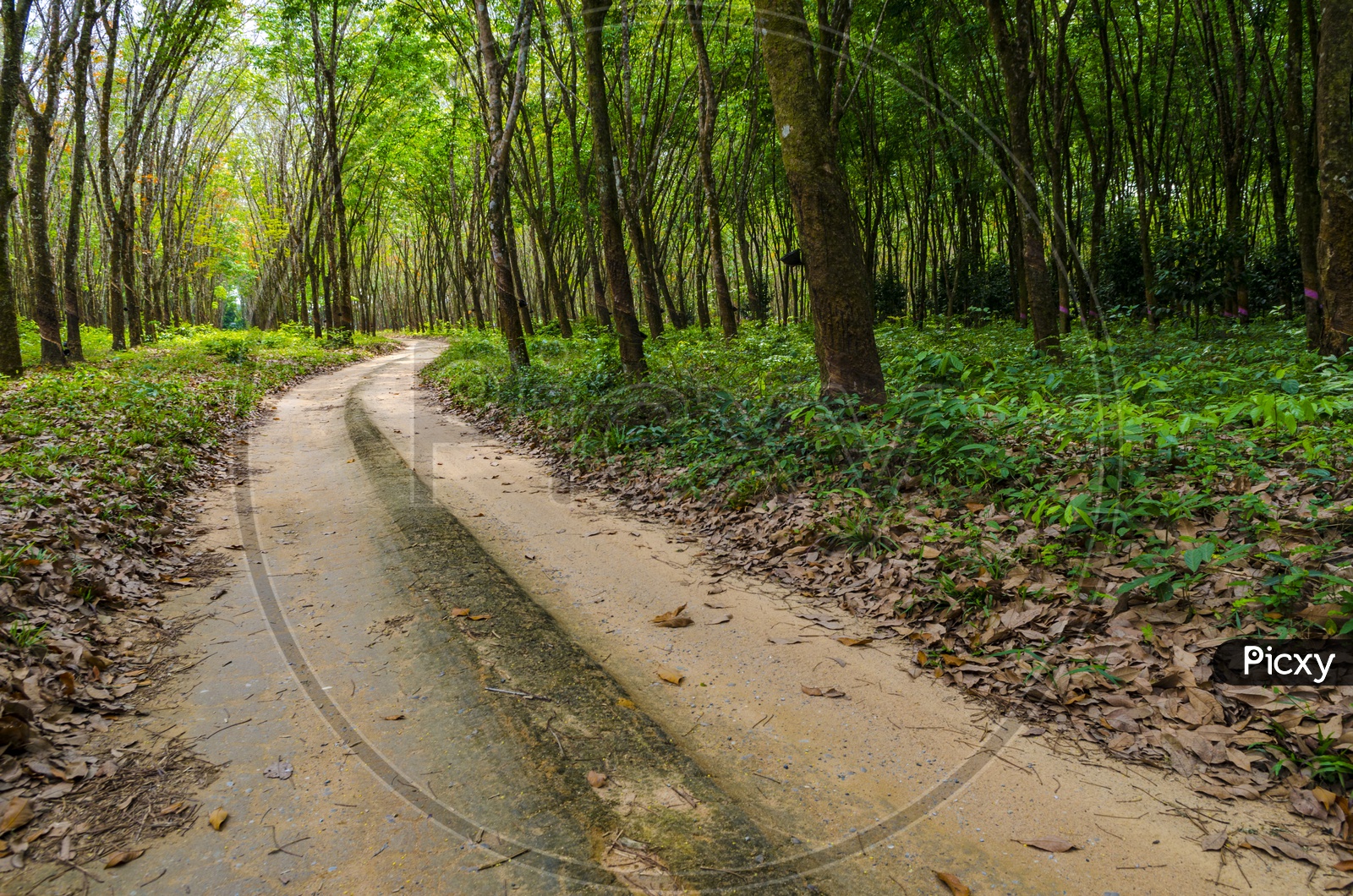 Pathways With Vehicle Tire Marks in Rubber Plantations With Rubber Trees On Both Sides