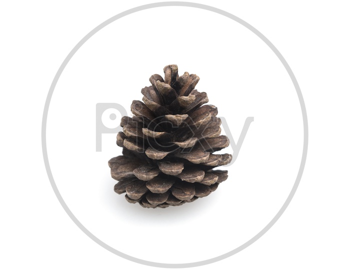 A Pine cone