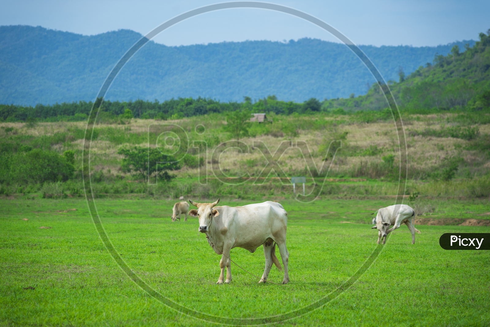 White Cow Grazing in Green Terrains