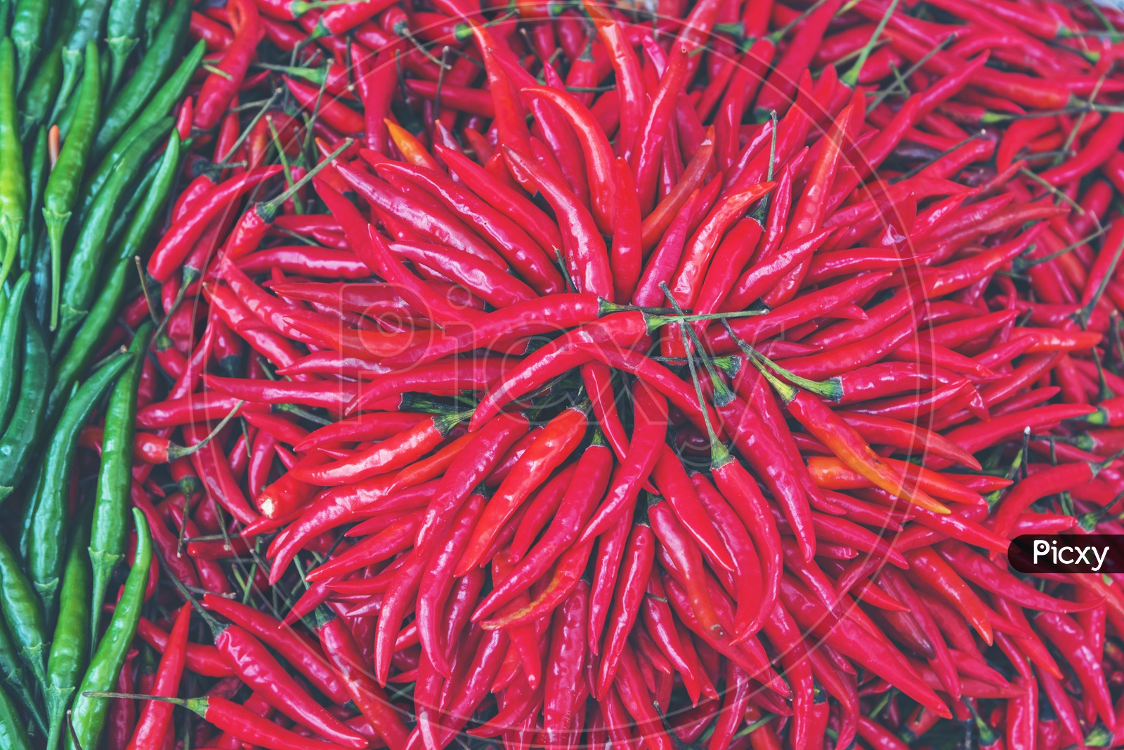 Red  Paprika Or Bell Pepper  or Chilli  Closeup Forming a Background