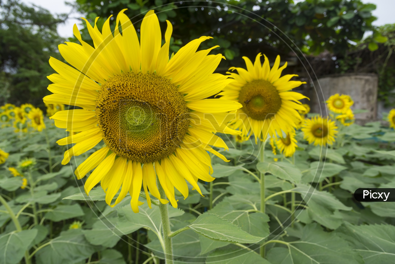 Sun Flowers  Growing In Agricultural Field