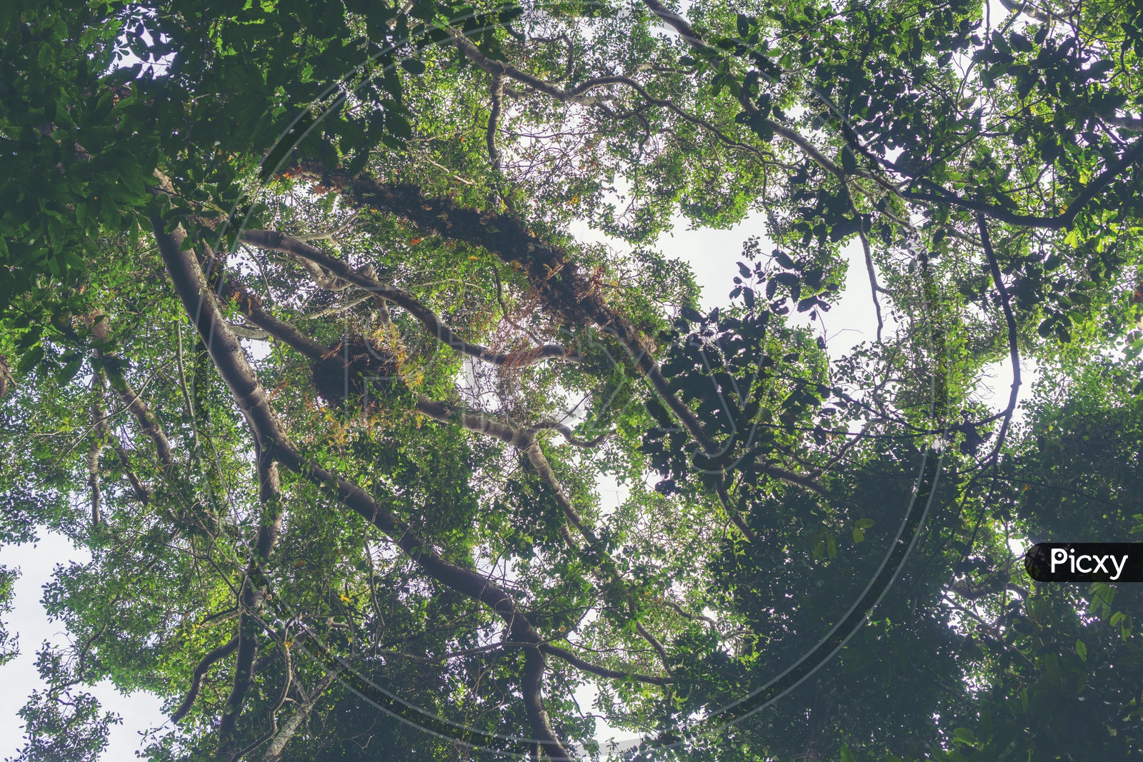 Lower View of Trees in Khao Yai National Park, Thailand