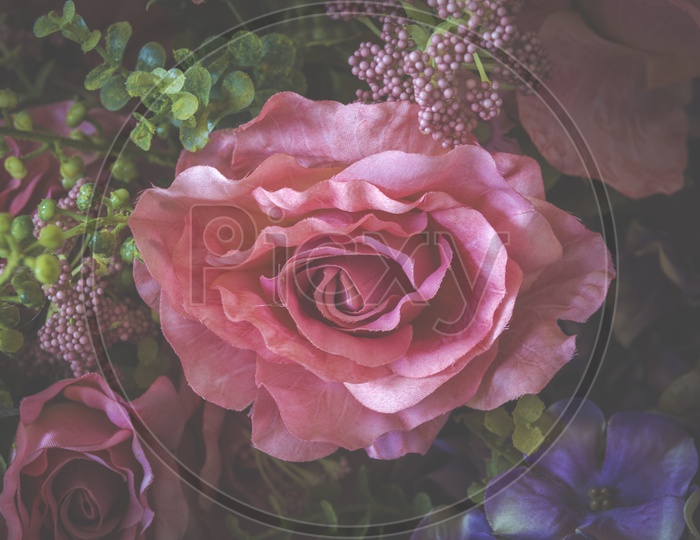 Rose Flower Closeup