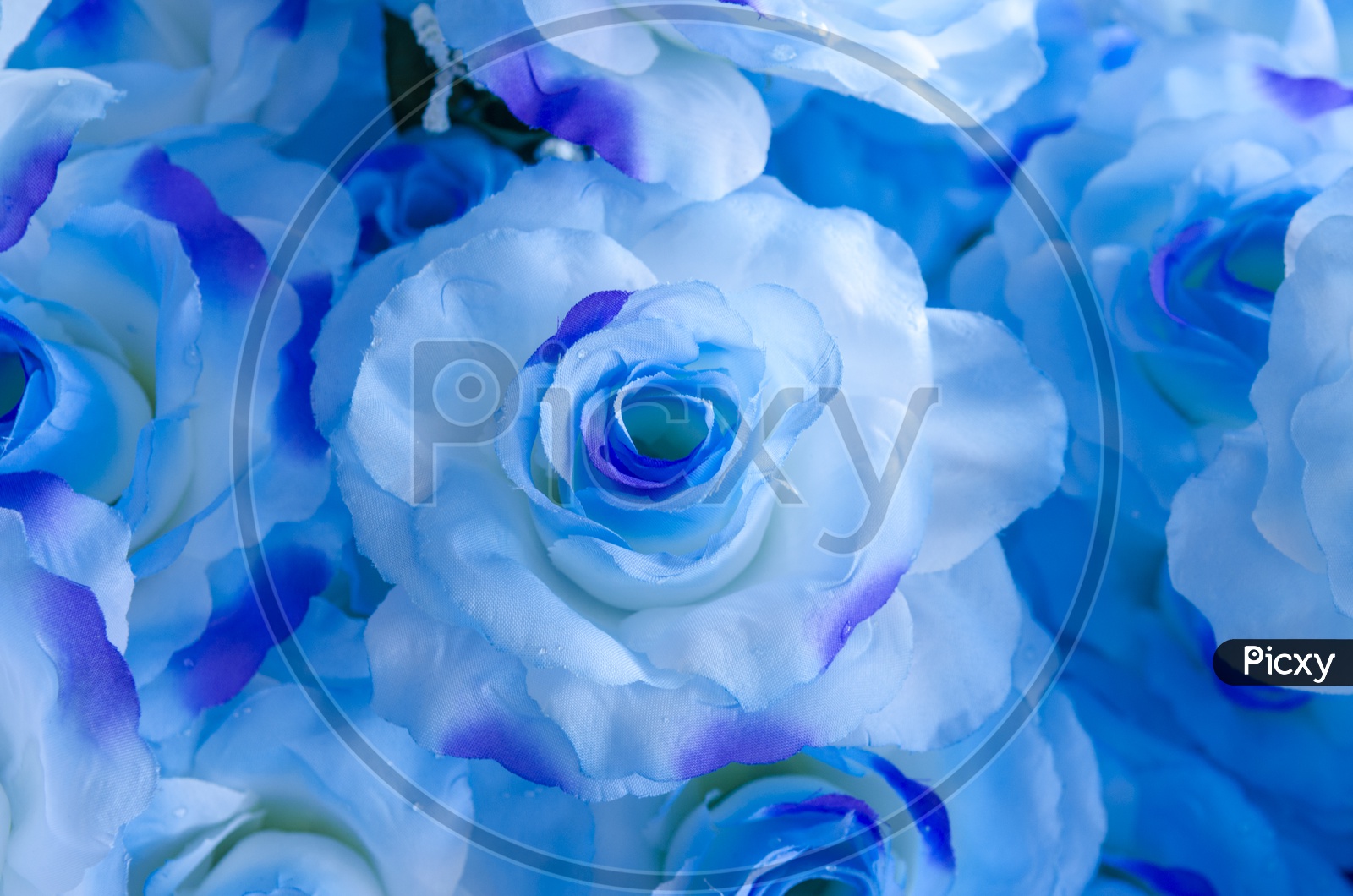 Blue rose flower background for Valentine's Day