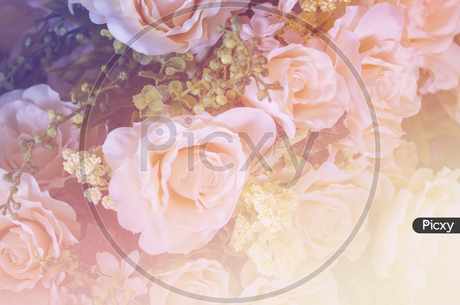 Pink rose flowers background for Valentine's Day