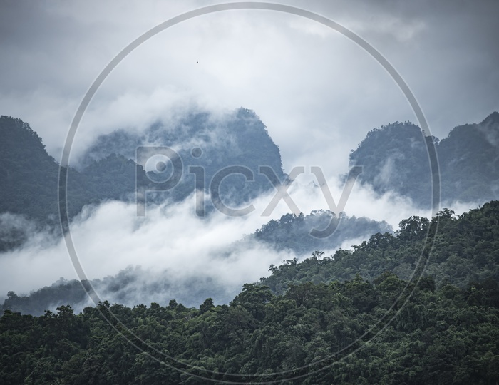 Foggy view of tropical forest
