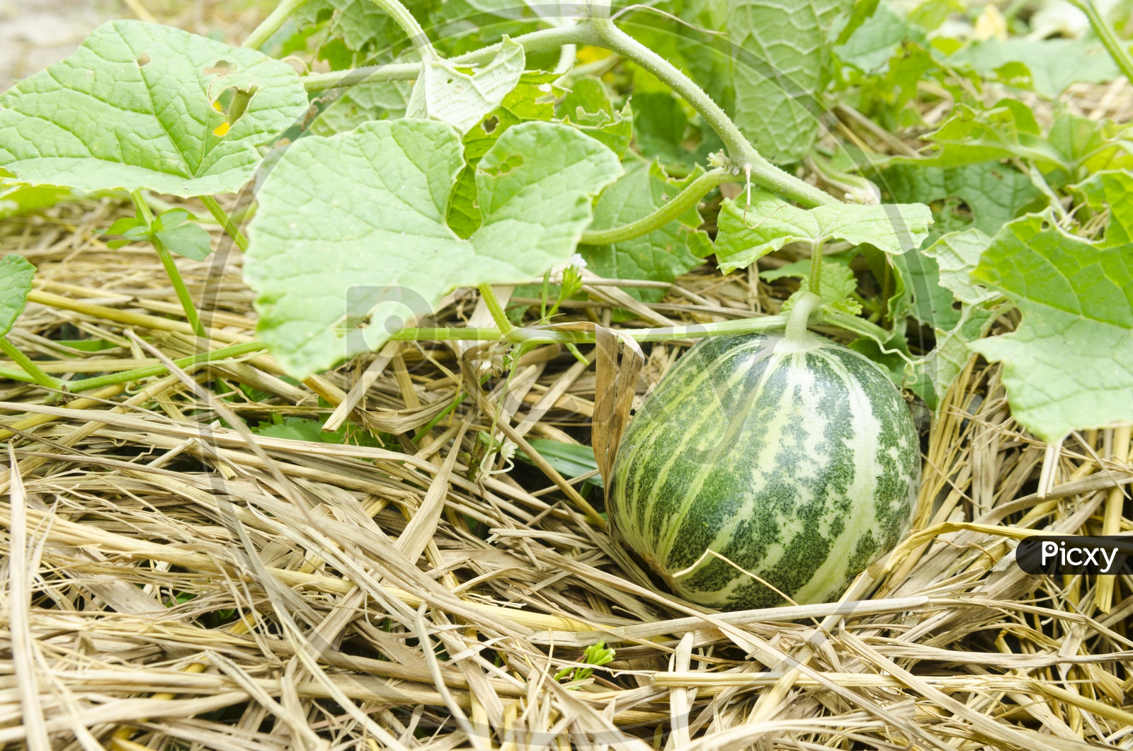 Watermelon Harvesting  in a Farm