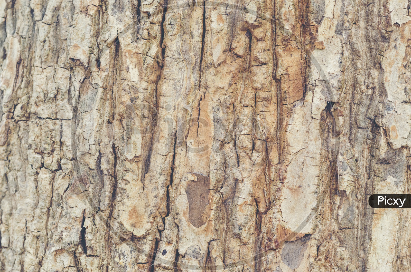 Detailed description of tree bark With Texture