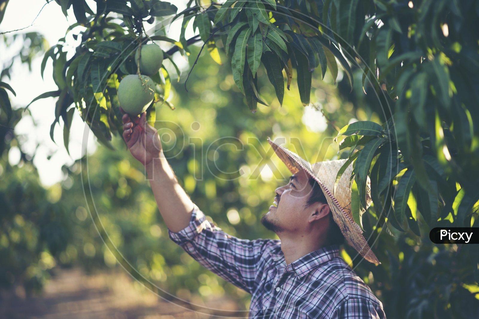 Asian Farmer checking mango quality in the Orchard