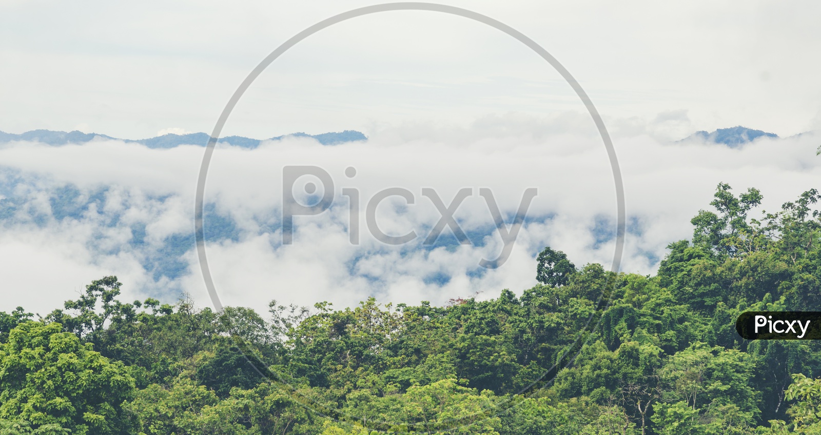 Landscape of  Tropical Forest With Trees Seamless Patterns and Mountains