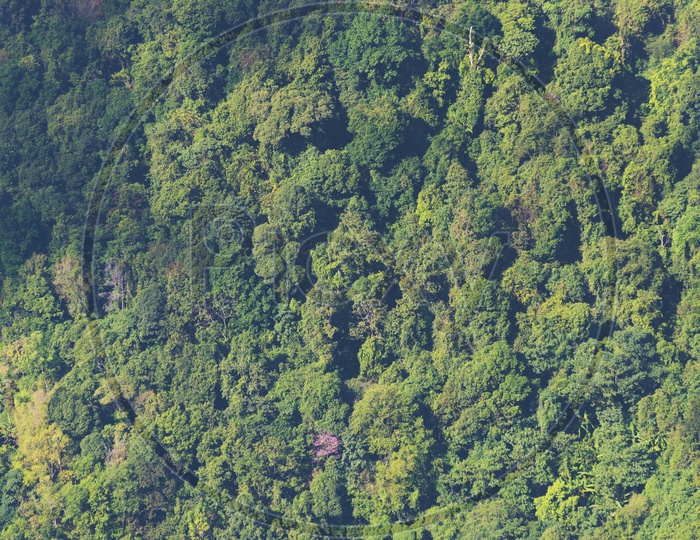 bird eyes view of tropical rain forest, Thailand