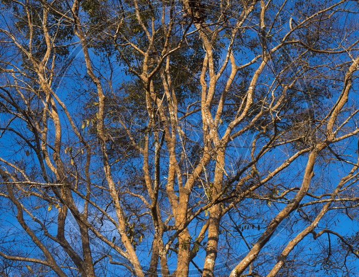 Dry tree branches with blue sky