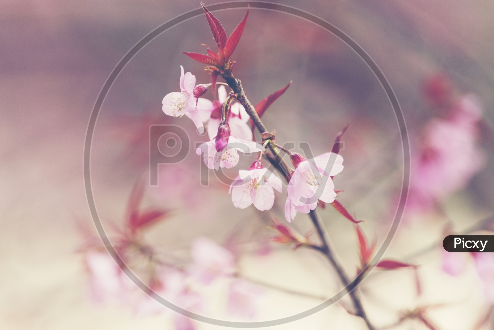Cherry Blossom Flowers Closeup
