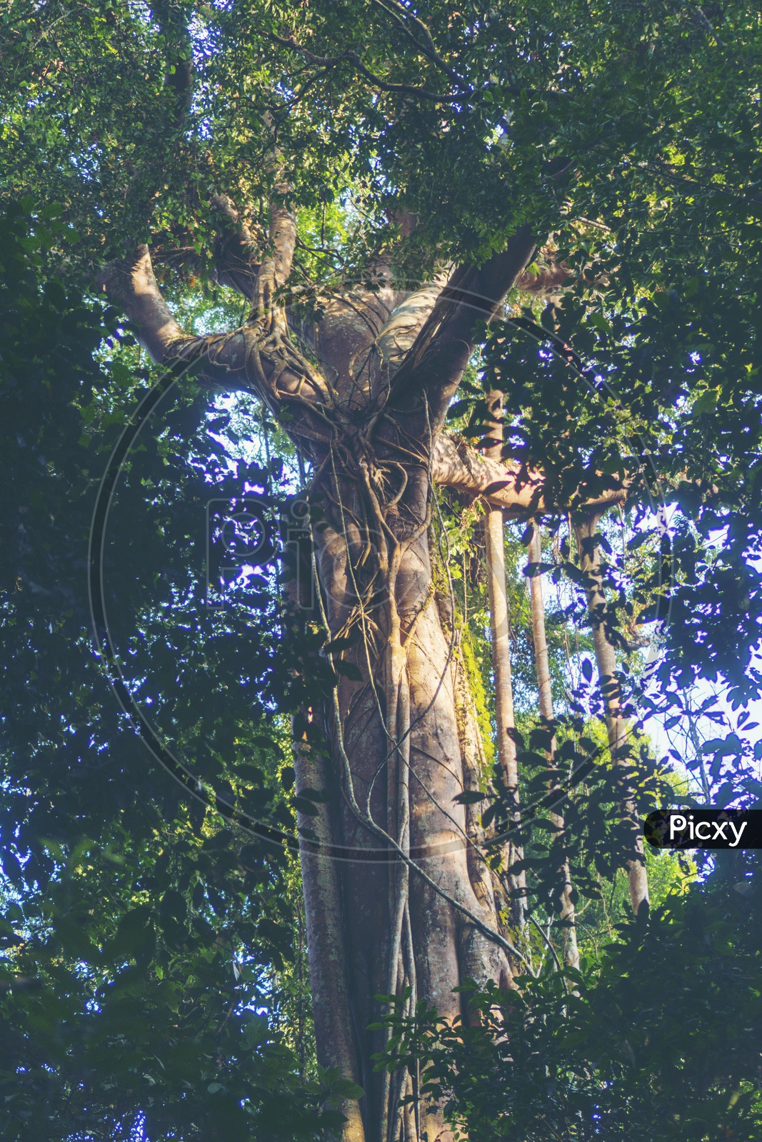 Banyan tree in Khao Yai National Park, Thailand