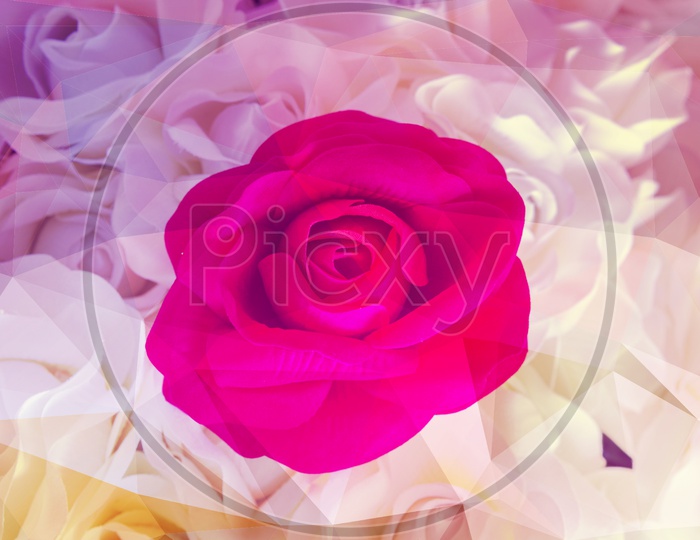 Close up of rose flower background for Valentine's Day, vintage filter image