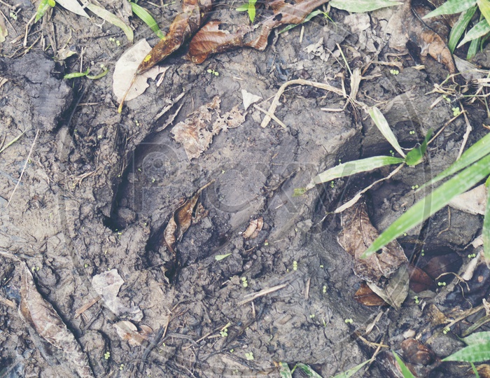 Foot print of a wildlife on the mud