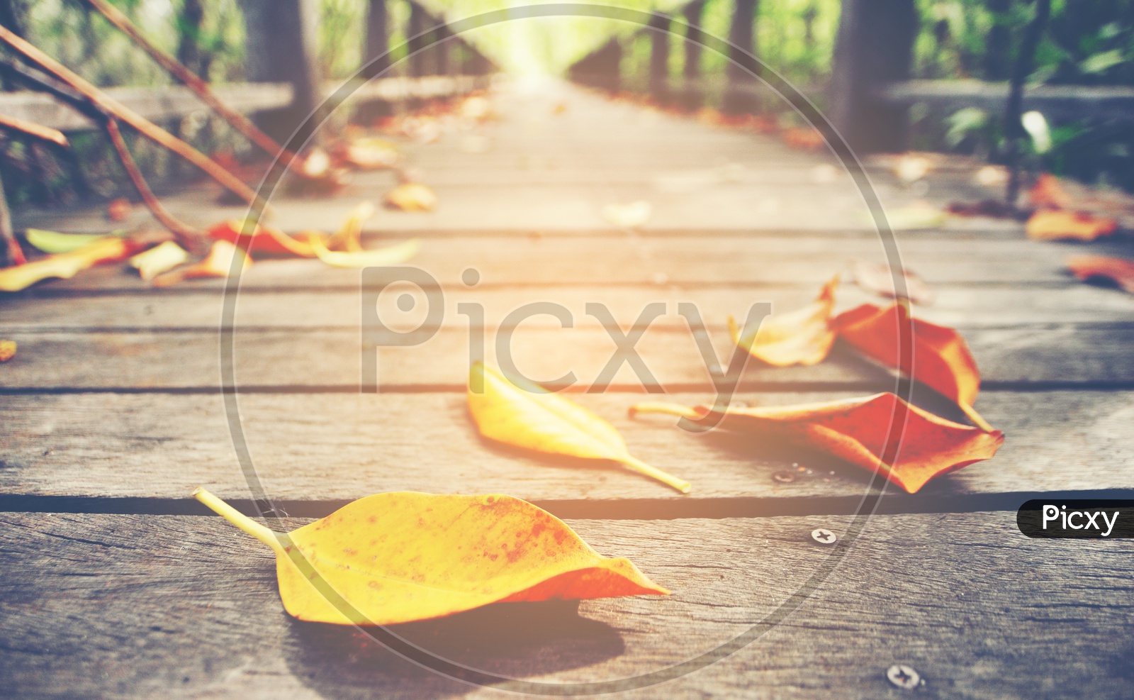 Yellow leaves on wooden board walk on mangrove forest