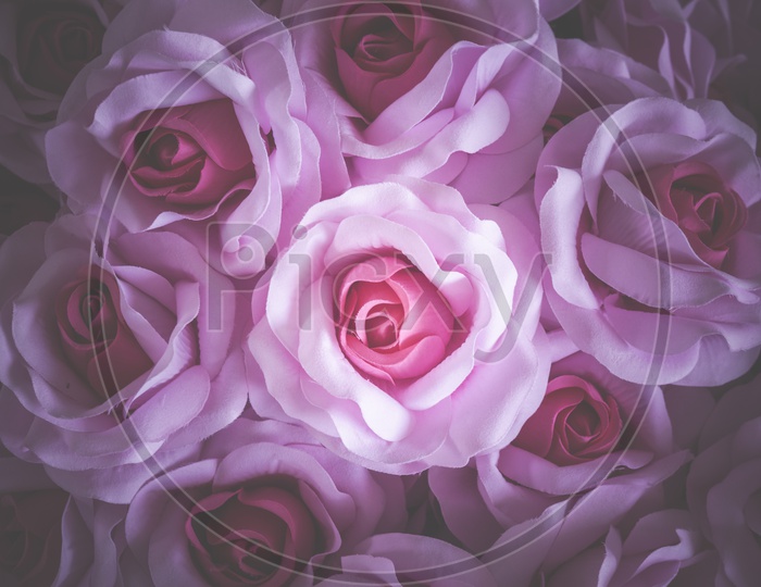 Close up of pink rose flowers, background for Valentine's Day