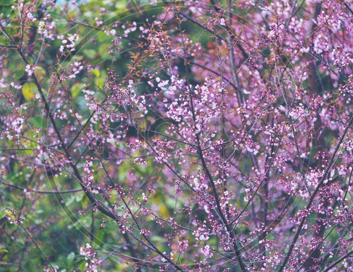 Closeup of Pink Flowers Blossoms On tree