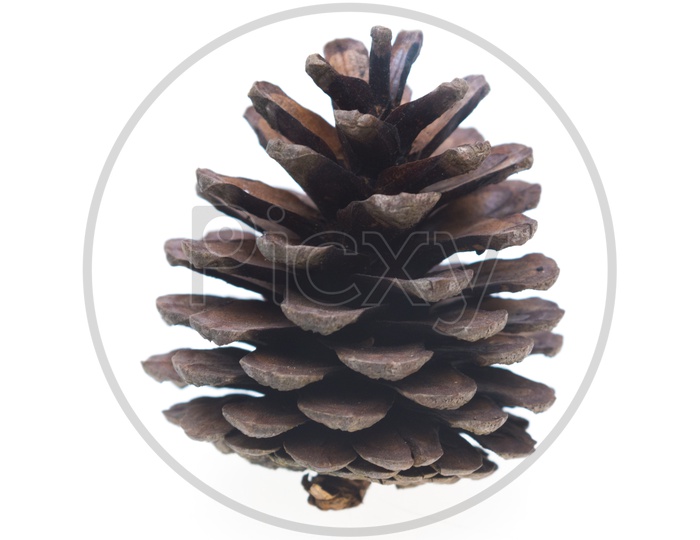 pine cone isolated on white Background