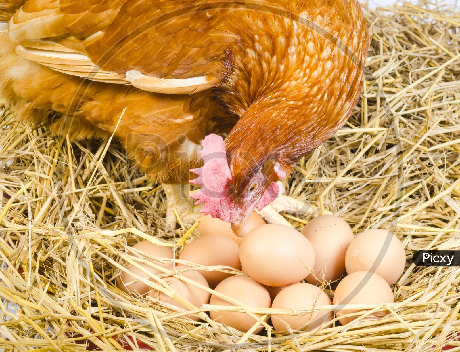 Brown Rooster Or Hen Laid Eggs On Dried Straw Background