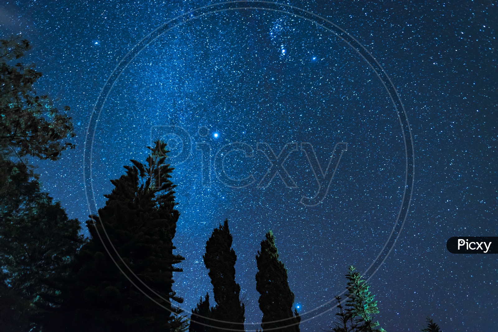 Silhouette Of Pine Trees over Star Gazing Of Milkyway Galaxy
