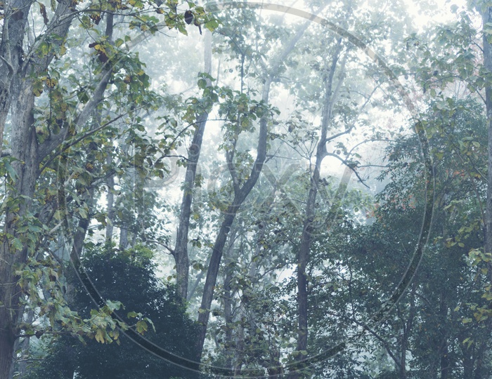 Foggy morning in the tropical forest