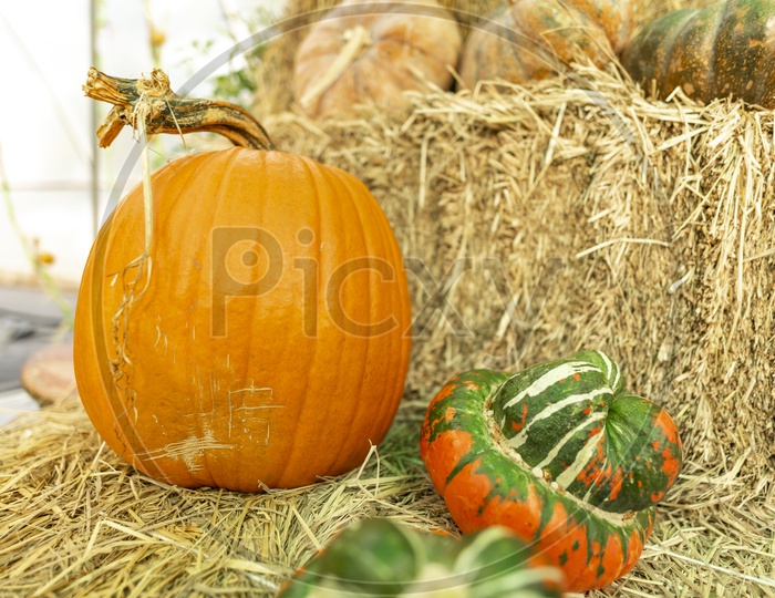 Halloween Pumpkin over Dried Grass Background