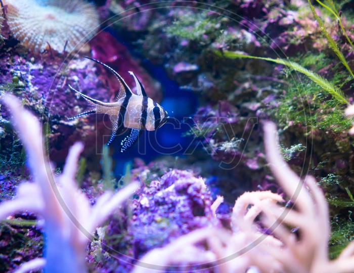 Close up of small fish in reef aquarium moment