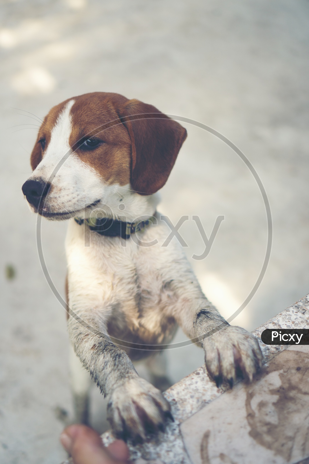 Close up of breed beagle Puppy
