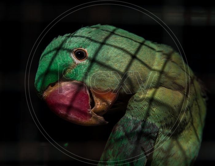 Close up of a parrot in the cage