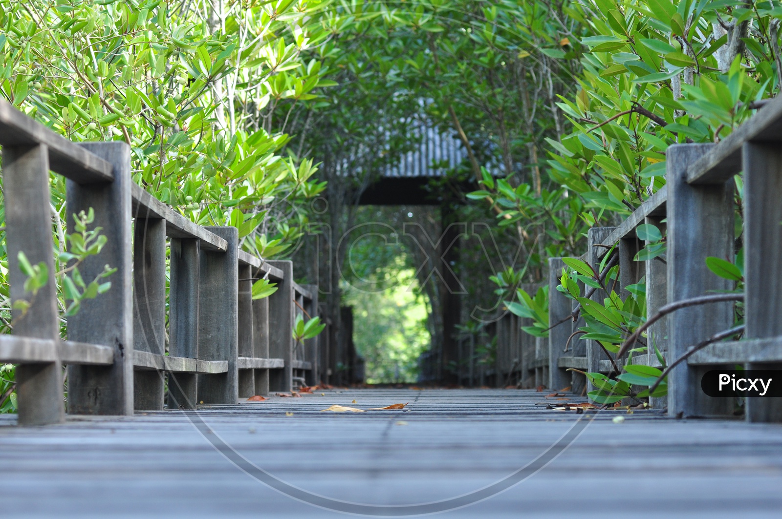 wooden board walk on mangrove forest