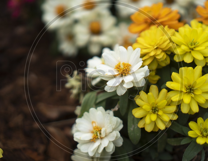 Tropical Daisy Flowers in a Bouquet  Closeup Forming a Background