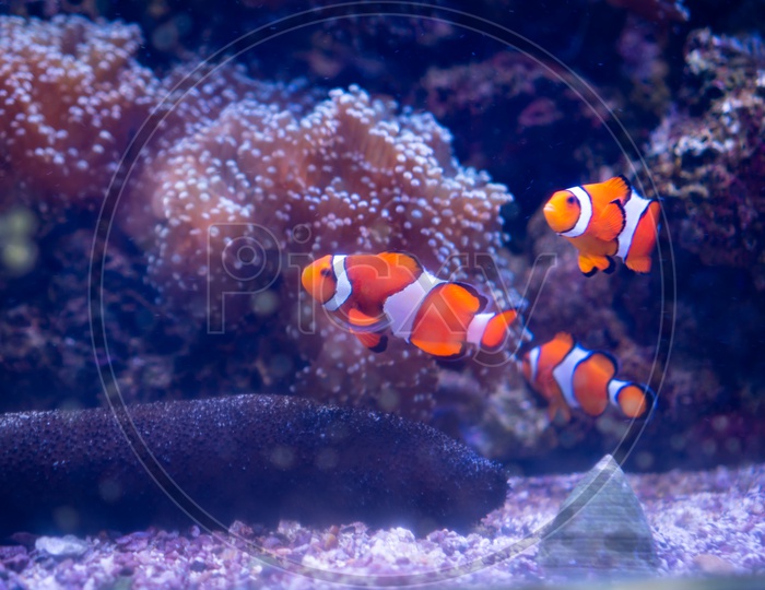 Nemo fishes in amazing coral reef aquarium moment