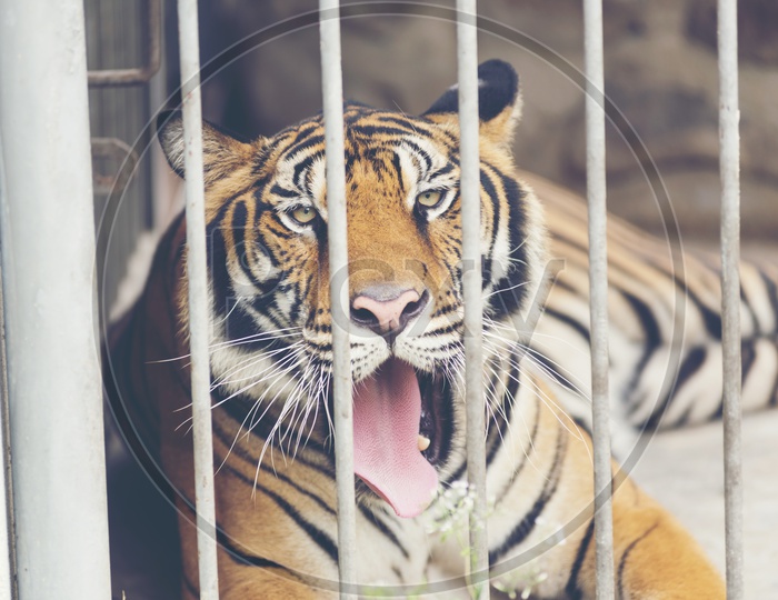 Bengal Tiger in a cage
