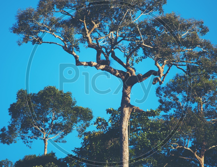 Trees In Tropical Forest With Blue Hour Sky