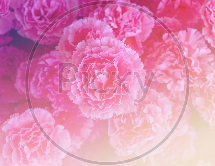 Pink fowers background for Valentine's Day