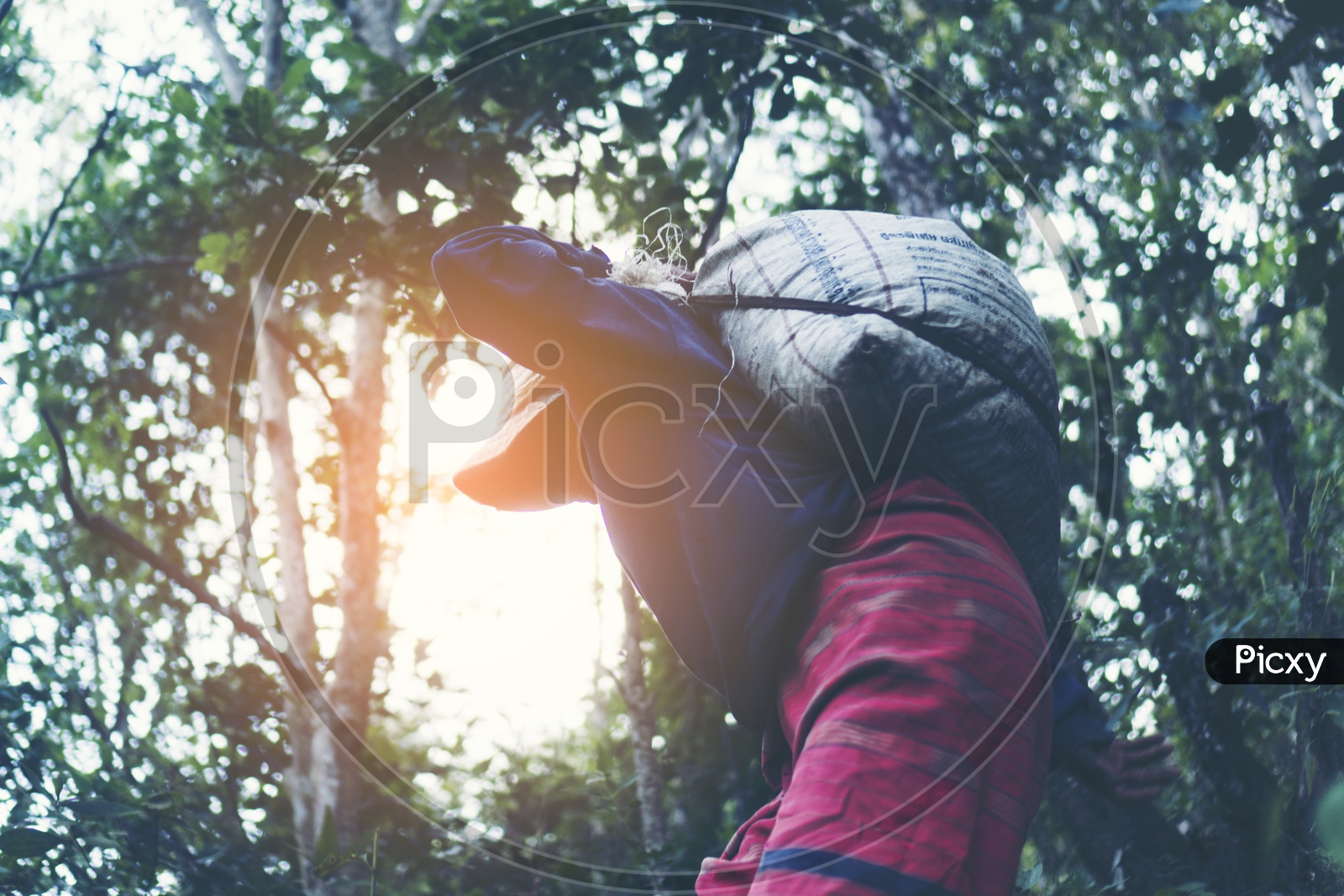 Worker Carrying The coffee beans in Backpack At a Harvesting Field