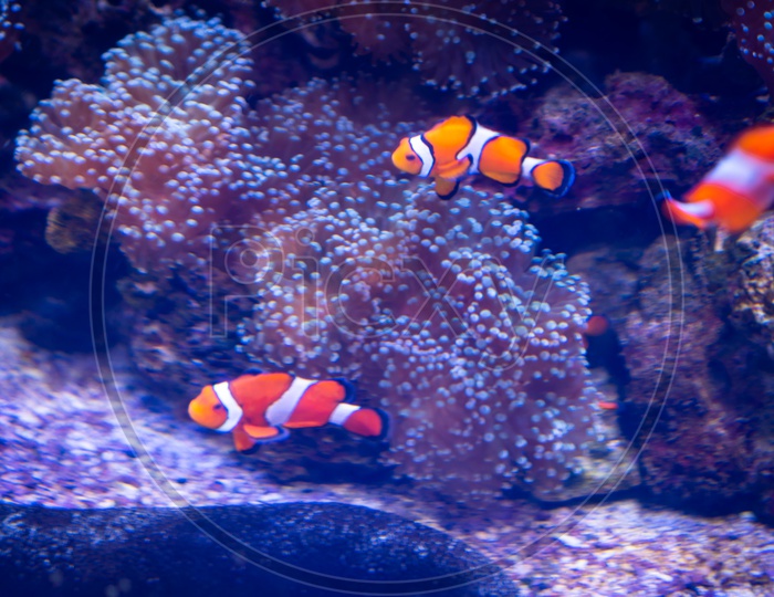 Nemo fishes are swimming with beautiful corals.