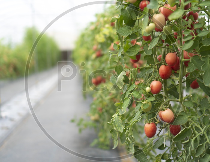 Tomatoes Growing In a Organic Farm  or Green House  by Modern Techniques